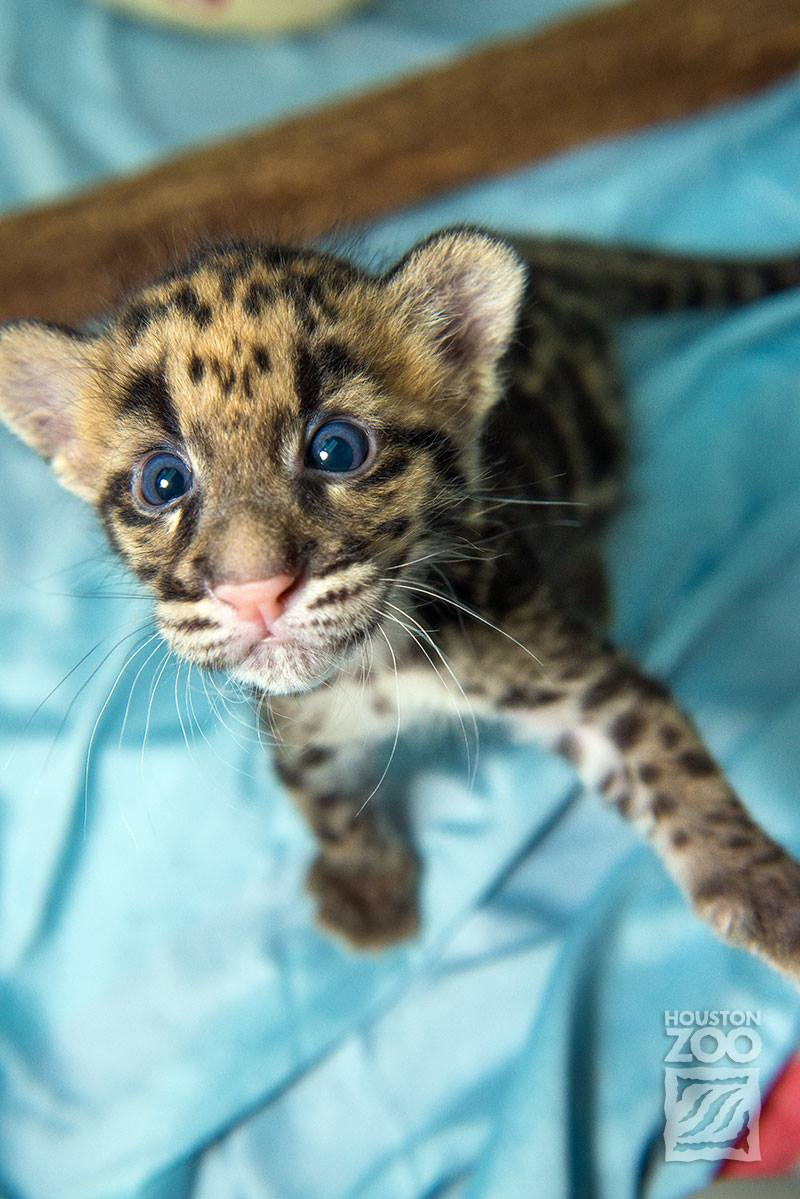 Illustration for article titled Clouded Leopard Cubs First For Houston Zoo, Are Adorable